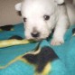 MAYA - con menos de un mesecito en 2 semans la tendrmos en casita!!